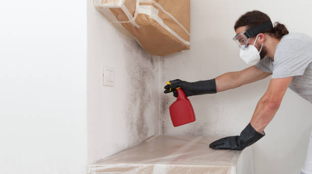 Basement Mold Remediation treatment on basement walls in Walpole
