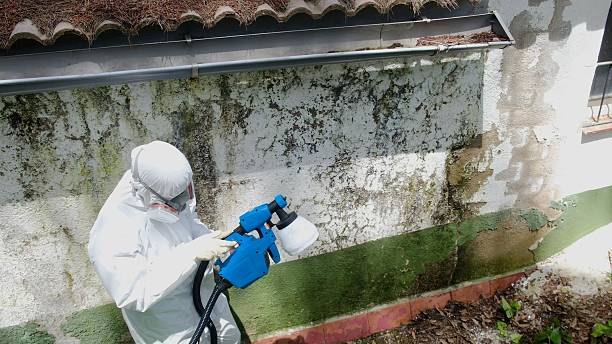 Mold Removal service in Walpole